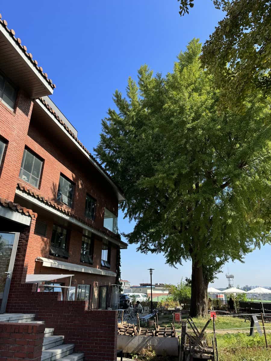 秋天遊首爾必去Staff Picks cafe！大大棵銀杏靚景任影